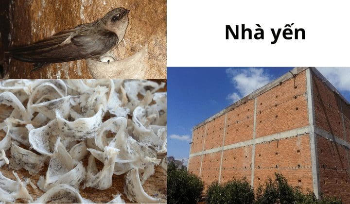 Tìm hiểu nhiệt độ, độ ẩm nhà yến bao nhiêu là tốt